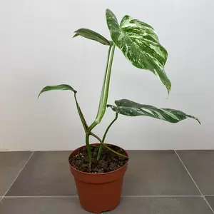 Monstera deliciosa 'Albo Variegata' (Pot Size 17cm) Variegated swiss cheese plant - image 2