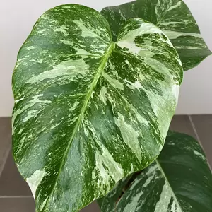 Monstera deliciosa 'Albo Variegata' (Pot Size 17cm) Variegated swiss cheese plant - image 1