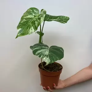 Monstera deliciosa 'Albo Variegata' (Pot Size 17cm) Variegated swiss cheese plant - image 3