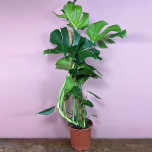 Monstera deliciosa (Pot Size 19cm) Swiss cheese plant