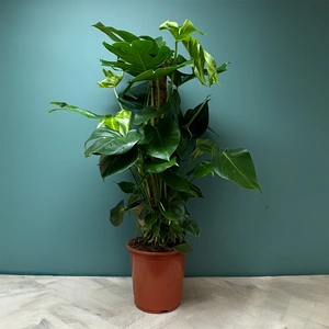 Monstera deliciosa (Pot Size 27cm) Swiss cheese plant