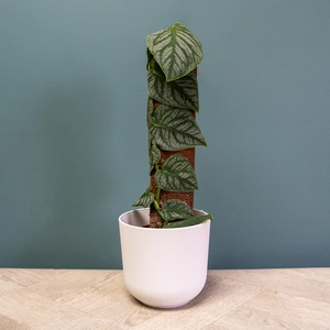 Monstera 'Dubia' (Pot Size 14cm)