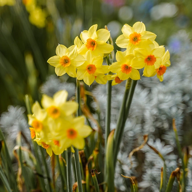 Narcissus 'Jet Fire' available at Boma Garden Centre Image by Veronika Diegel