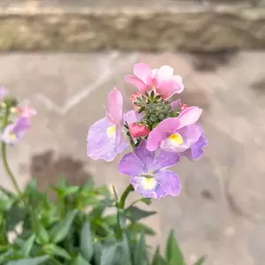 Nemesia 'Amelie' (Pot Size 1L)