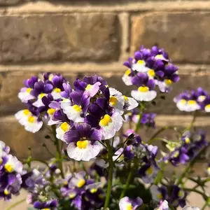 Nemesia 'Berries and cream' (Pot Size 1L)