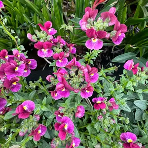 Nemesia 'Bordeaux' (Pot Size 1L)