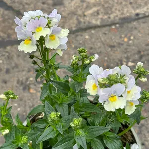 Nemesia 'Easter Bonnet' (Pot Size 1L) - image 2