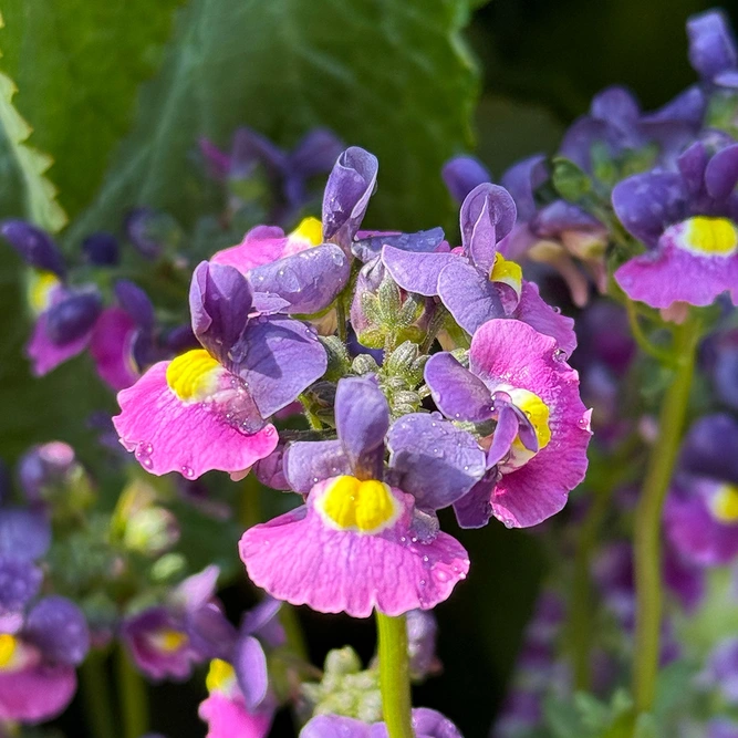 Nemesia 'Evening Dusk' (Pot Size 1L) - image 1