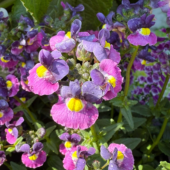 Nemesia 'Evening Dusk' (Pot Size 1L) - image 3