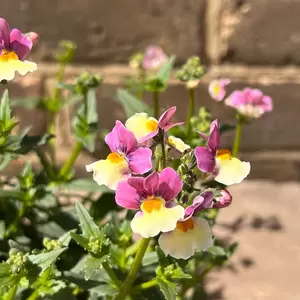 Nemesia foetens 'Cream Surprise' (Pot Size 1L)