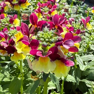 Nemesia 'Heart of Gold' (Pot Size 1L)