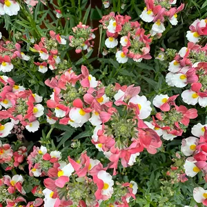 Nemesia 'Lady Penelope' (Pot Size 1L)