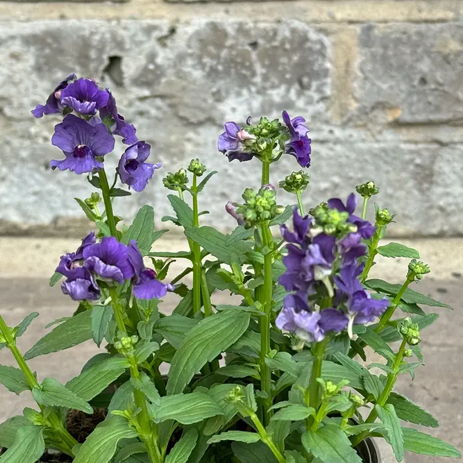 Nemesia 'Myrtille' (Pot Size 1L) - image 2