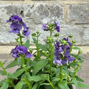 Nemesia 'Myrtille' (Pot Size 1L) - image 2