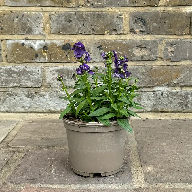 Nemesia 'Myrtille' (Pot Size 1L) - image 1