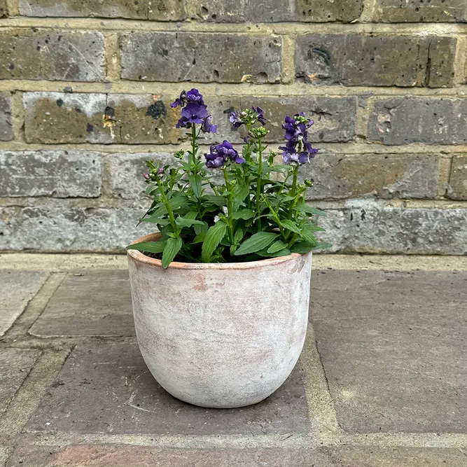 Nemesia 'Myrtille' (Pot Size 1L) - image 3