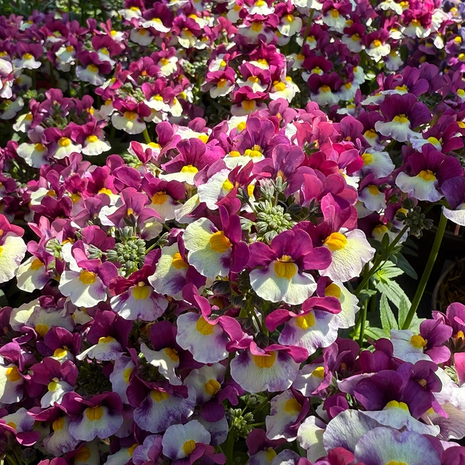 Nemesia 'Raspberries & Cream' (Pot Size 1L) Scented Bicolour Nemesia