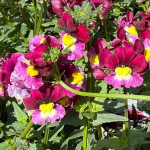 Nemesia 'Raspberry Red' (Pot Size 1L) Fragrant Deep Pink Nemesia - image 1