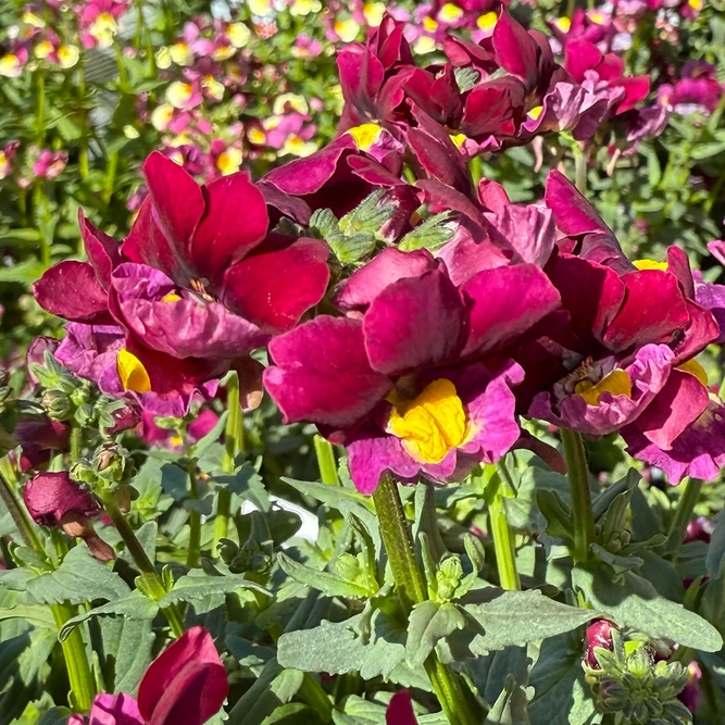 Nemesia 'Raspberry Red' (Pot Size 1L) Fragrant Deep Pink Nemesia - image 2