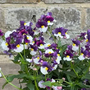 Nemesia 'Sunpeddle Plum' (Pot Size 1L) Nemesia