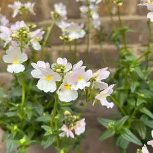 Nemesia 'Wisley Vanilla' (Pot Size 1L) - image 2