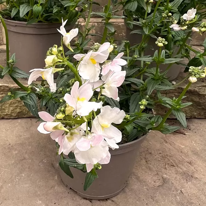 Nemesia 'Wisley Vanilla' (Pot Size 1L) - image 4