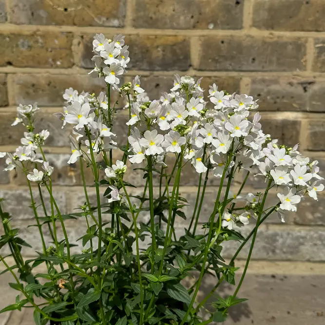 Nemesia 'Wisley Vanilla' (Pot Size 1L) - image 3