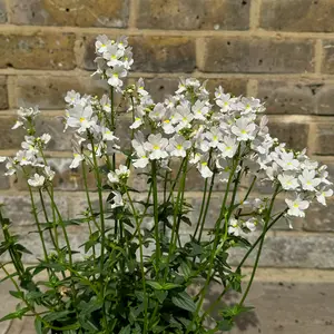 Nemesia 'Wisley Vanilla' (Pot Size 1L) - image 3