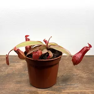 Nepenthes 'Bloody Mary' (Pot Size 8.5cm) Monkey Jars - image 1