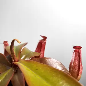 Nepenthes 'Bloody Mary' (Pot Size 8.5cm) Monkey Jars - image 2