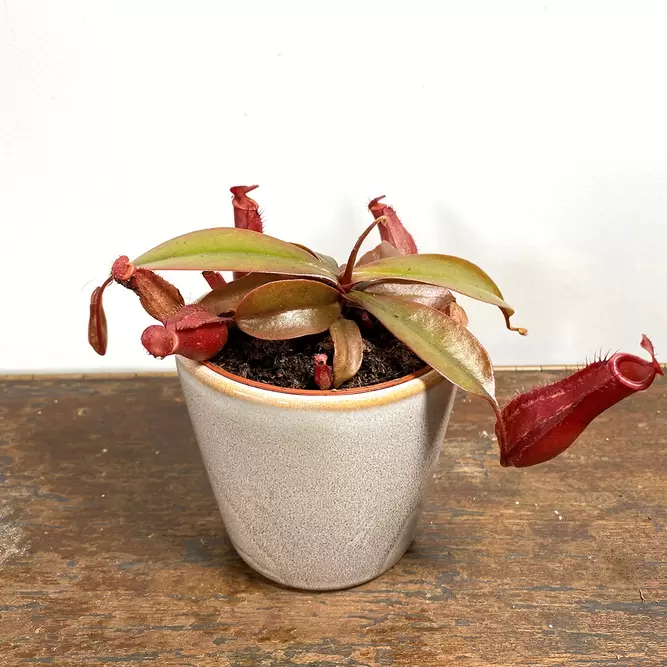 Nepenthes 'Bloody Mary' (Pot Size 8.5cm) Monkey Jars - image 3