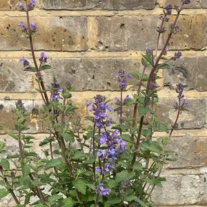 Nepeta faassenii 'Purrsian Blue' - Catmint