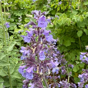 Nepeta 'Six Hills Giant' available at Boma Garden Centre Image by Leonora (Ellie) Enking