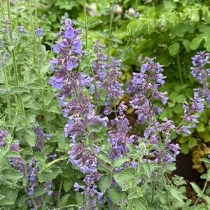 Nepeta × faassenii ‘Whispurr Blue’ (Pot Size 1L) - Catmint - image 2
