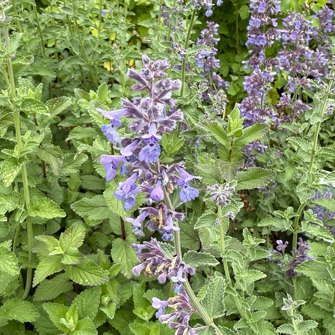 Nepeta × faassenii ‘Whispurr Blue’ (Pot Size 1L) - Catmint - image 3