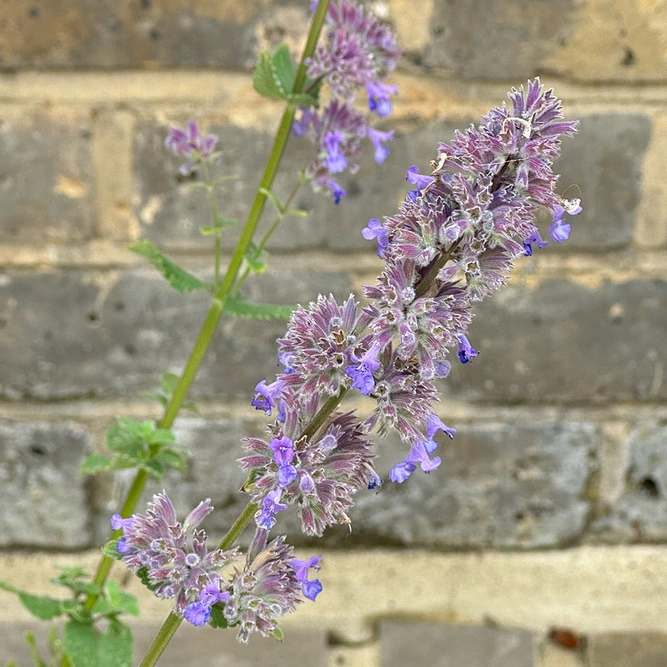 Nepeta grandiflora 'Summer Magic' (Pot Size 2L) Cat Mint - image 1