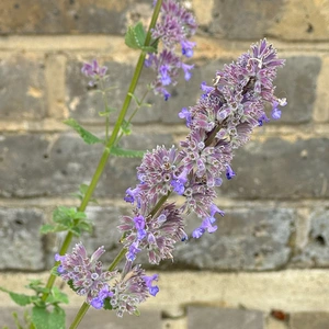 Nepeta grandiflora 'Summer Magic' (Pot Size 2L) Cat Mint - image 1
