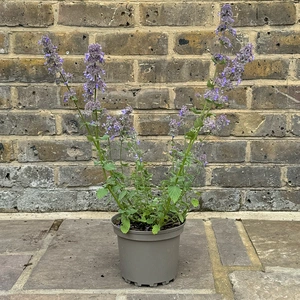 Nepeta grandiflora 'Summer Magic' (Pot Size 2L) Cat Mint - image 2