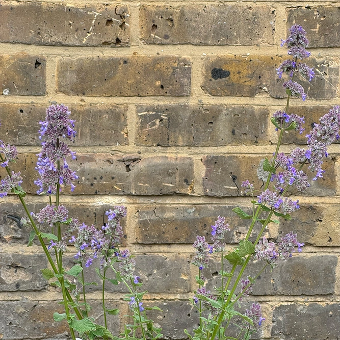 Nepeta grandiflora 'Summer Magic' (Pot Size 2L) Cat Mint - image 3