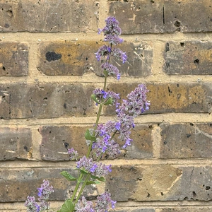 Nepeta grandiflora 'Summer Magic' (Pot Size 2L) Cat Mint - image 4