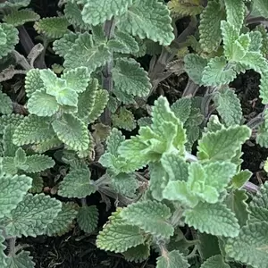 Nepeta racemosa 'Walker's Low' (Pot Size 2L) - Catmint - image 2