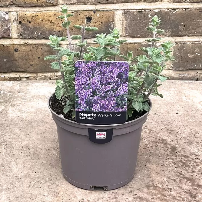 Nepeta racemosa 'Walker's Low' (Pot Size 2L) - Catmint - image 4