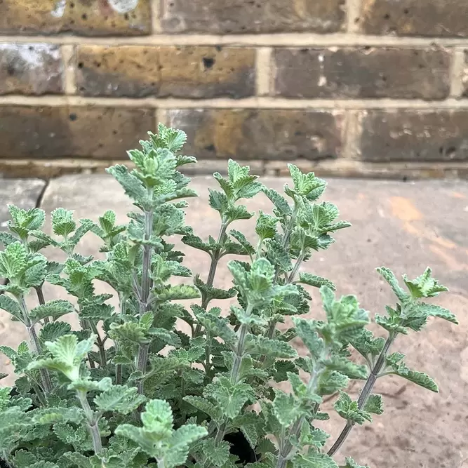 Nepeta  'Six Hills Giant' (Pot Size 1L) - Catmint - image 2