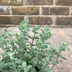 Nepeta  'Six Hills Giant' (Pot Size 1L) - Catmint - image 2