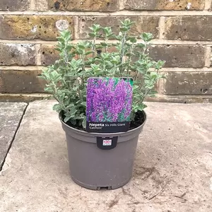 Nepeta  'Six Hills Giant' (Pot Size 1L) - Catmint - image 3
