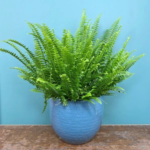 Nephrolepis eaxltata (Pot Size 17cm) Boston fern
