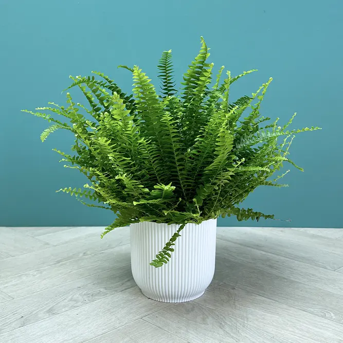 Nephrolepis exaltata ‘Green Lady’ (Pot Size 12cm) Green Lady Fern - image 1