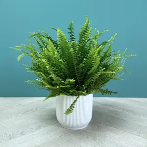 Nephrolepis exaltata ‘Green Lady’ (Pot Size 12cm) Green Lady Fern