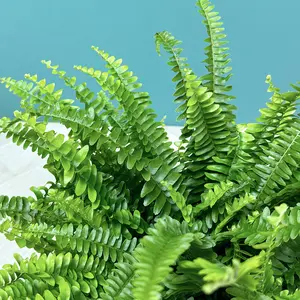 Nephrolepis exaltata ‘Green Lady’ (Pot Size 12cm) Green Lady Fern - image 2