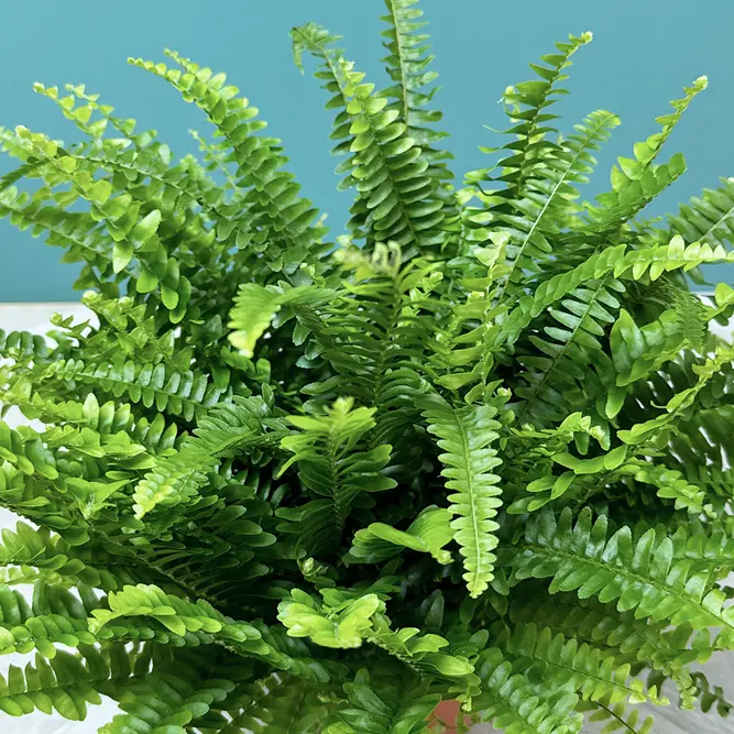 Nephrolepis exaltata ‘Green Lady’ (Pot Size 12cm) Green Lady Fern - image 3